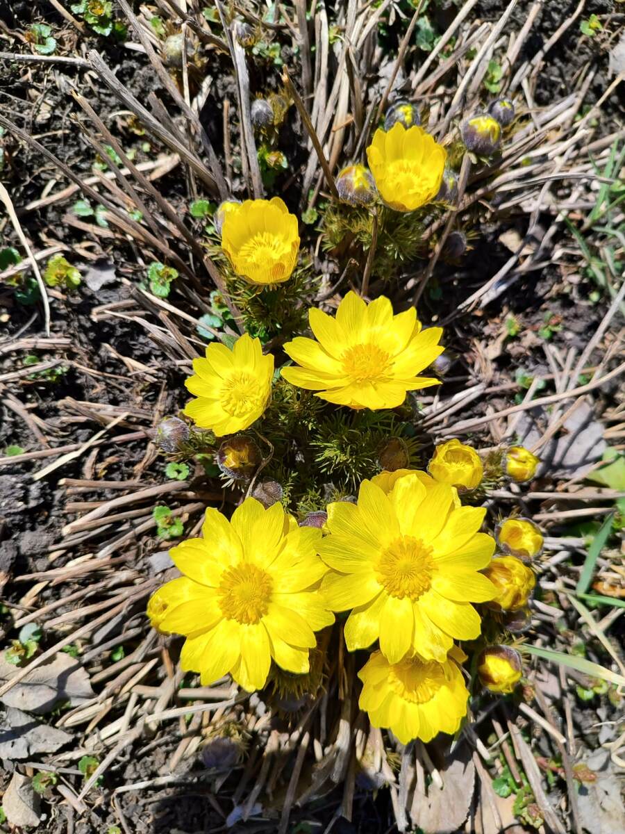 Фото моё и не важно, за какой год. Цветок на том же месте и того же цвета.