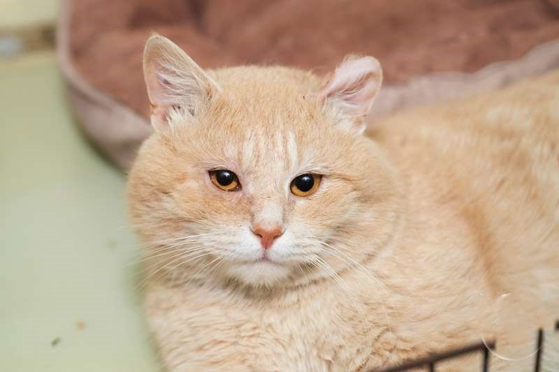 Блинчик, 1 год – постоялец приюта.