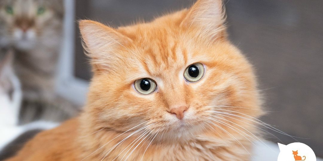 Солнечные котики приюта – кто они?