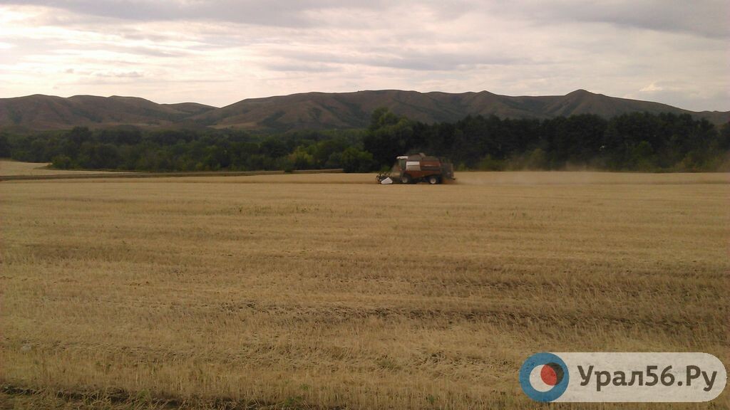    В Оренбургской области выявлен факт крупного мошенничества с грантами на развитие сельского хозяйства
