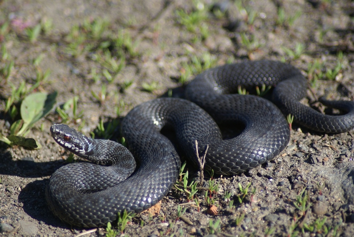    Гадюка. Фото: "Республика"/Максим Смирнов