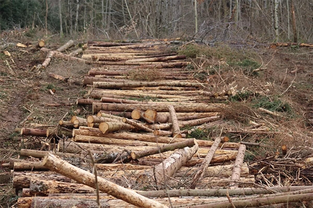    Власти охотно предоставляют право на вырубку лесов ради древесины крупным западным компаниям. Таким, например, как IKEA.