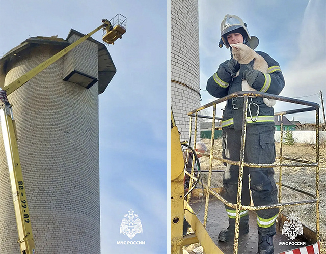 В Тверской области спасатели сняли кота с водонапорной башни