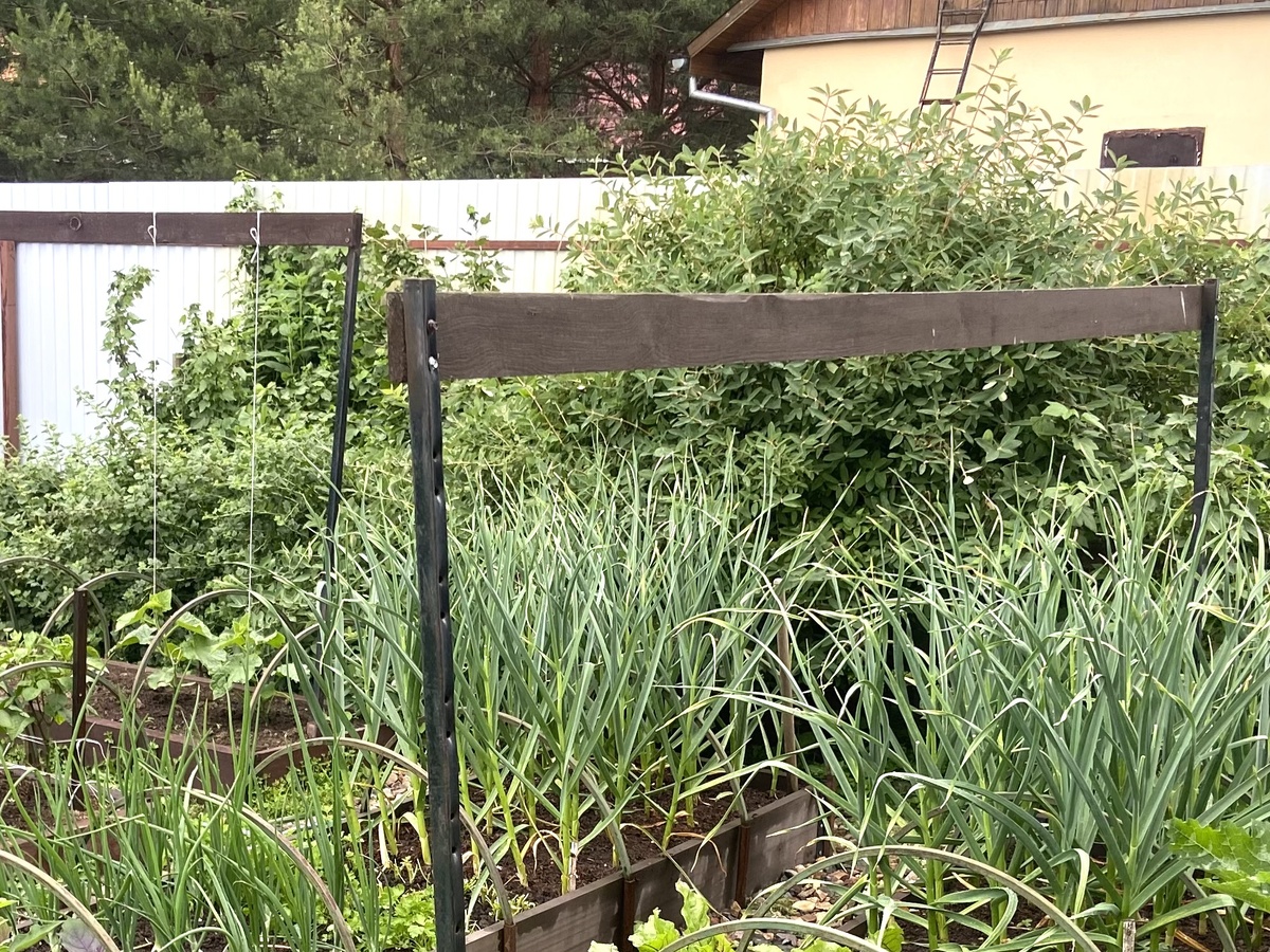 Мой чеснок 🧄 прошлый год 