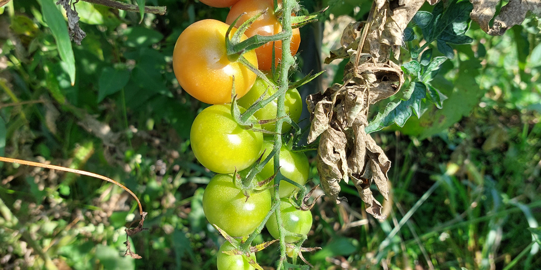 Заморозки сегодня и наша теплица: рассада томатов выживет без обогрева. Немного о семье