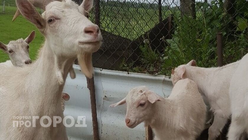    из архива "Про Город"