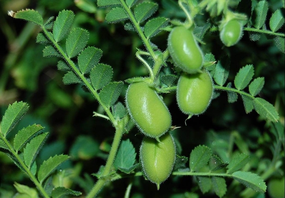 Нут растение