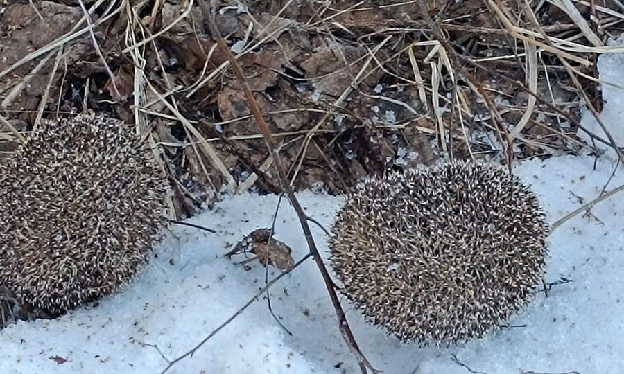 Во Владимирской области после зимней спячки просыпаются ёжики