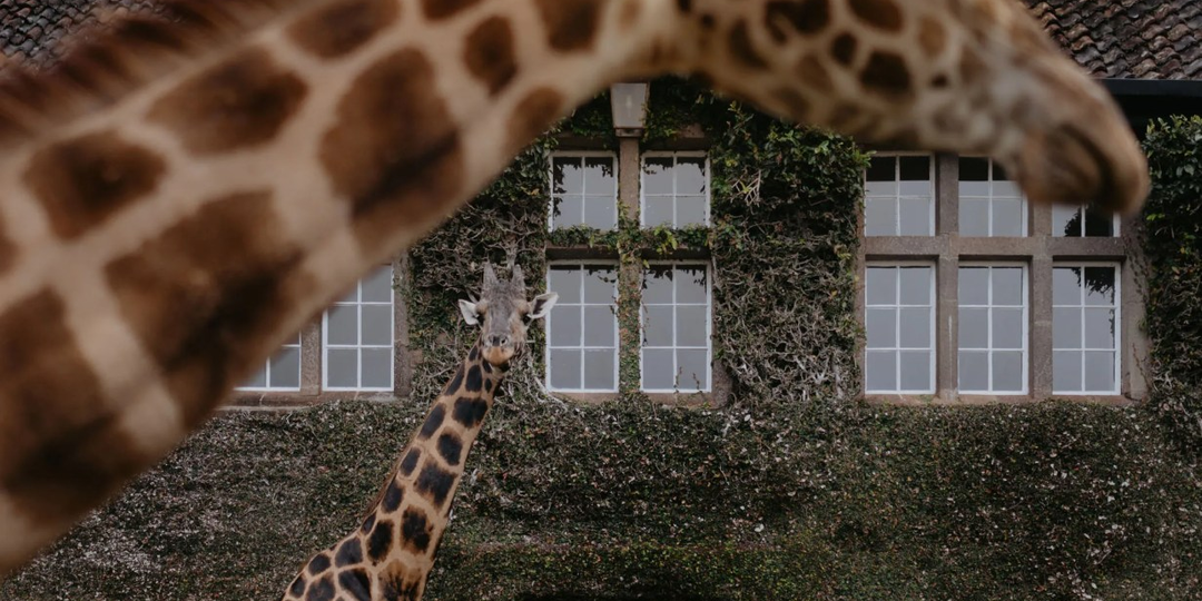 Свадьба в стиле сафари с настоящим жирафом