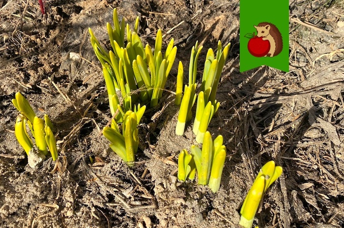 Нарциссы показались: важно сделать, чтобы цвели они дольше и пышнее