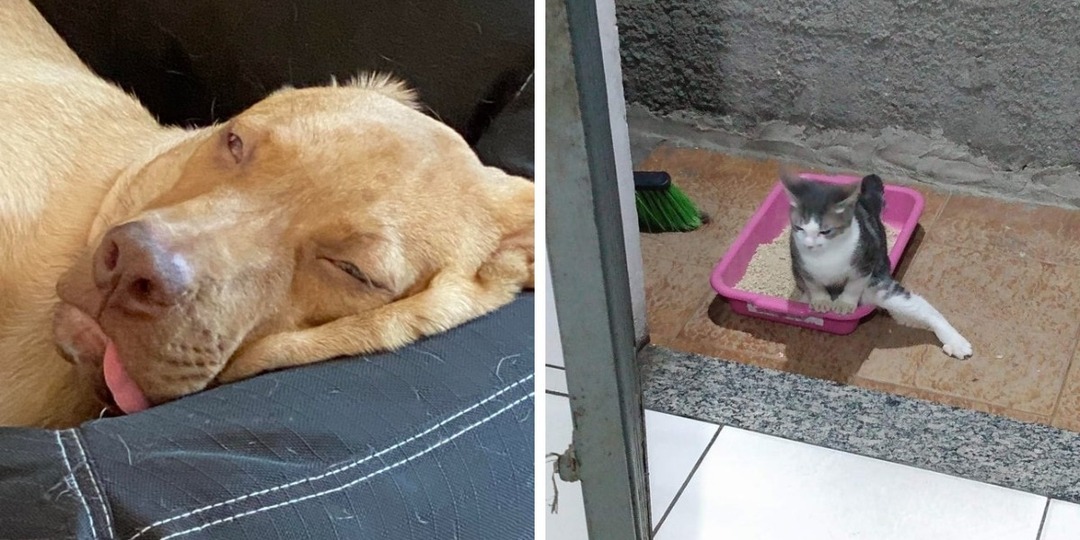 17 уморительных снимков домашних питомцев, которые наглядно покажут, что рассмешить человека можно и без слов