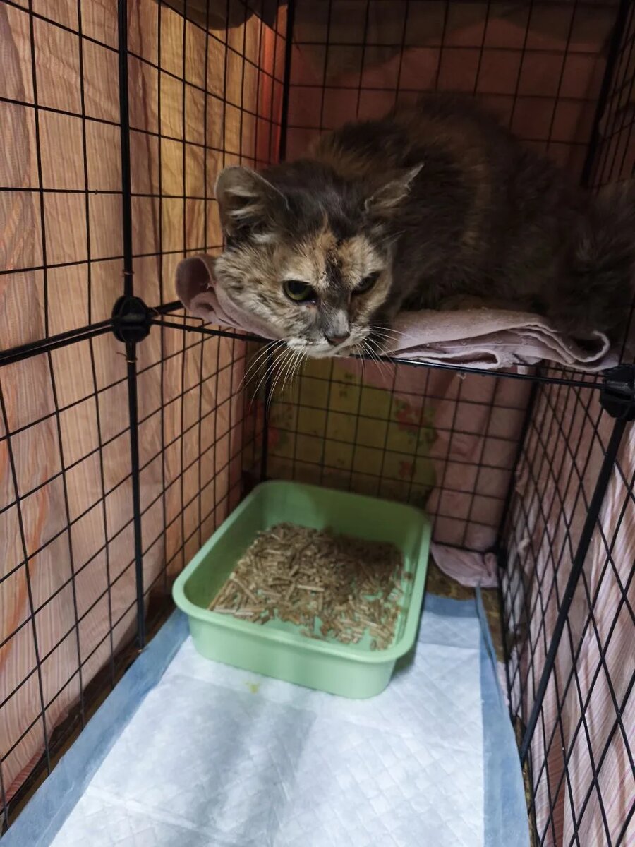 Лея. Фото из группы Стерилизация бездомных кошек Камышлов.