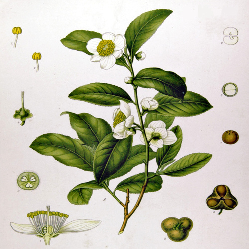                                    Чайный куст, Camellia sinensis.