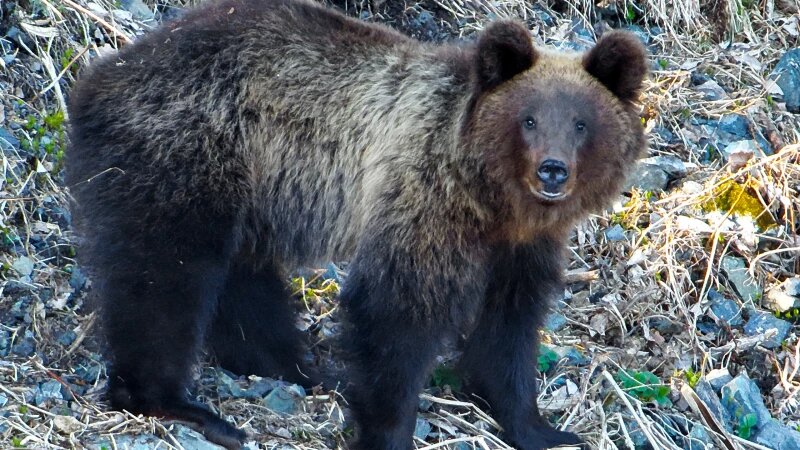     Медведь. Алтай. Роман и Татьяна Воробьевы.