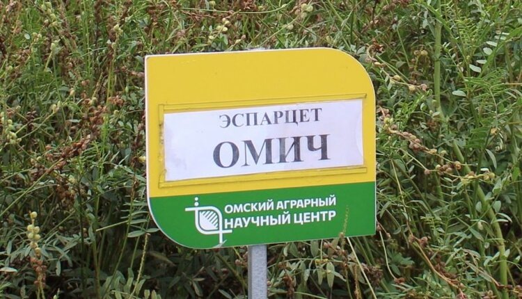    Фото: Омский аграрный научный центр