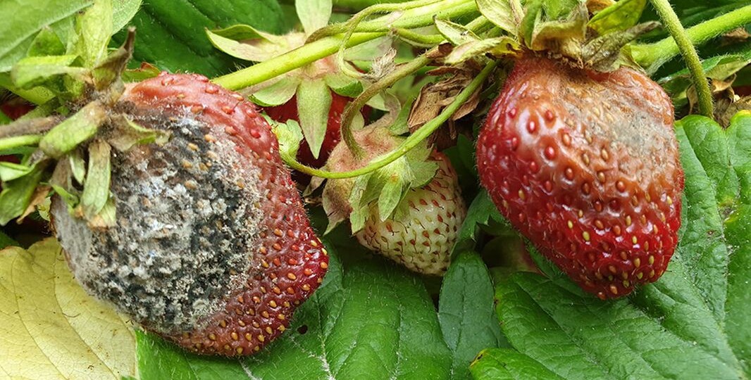 Эффективная весенняя защита клубники от серой гнили, даже при высоком патогенном фоне