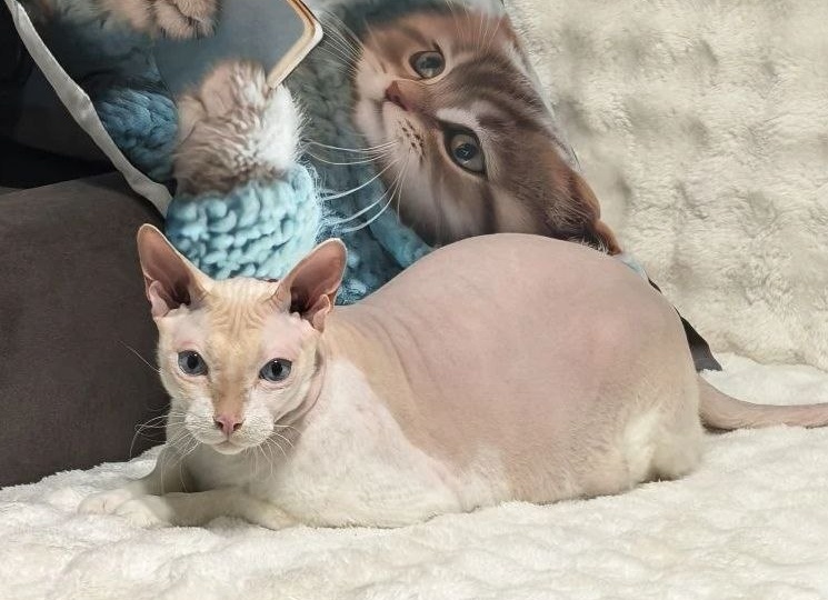 Подарите себе счастье - возьмите кошку из приюта