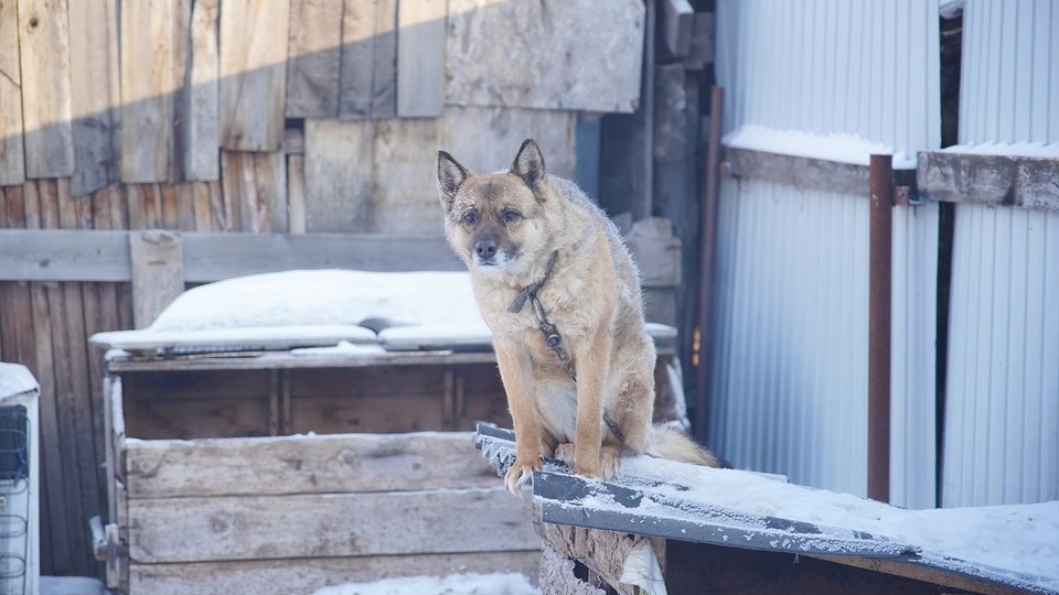 В Красноярске начался сбор кормов и игрушек для бездомных животных