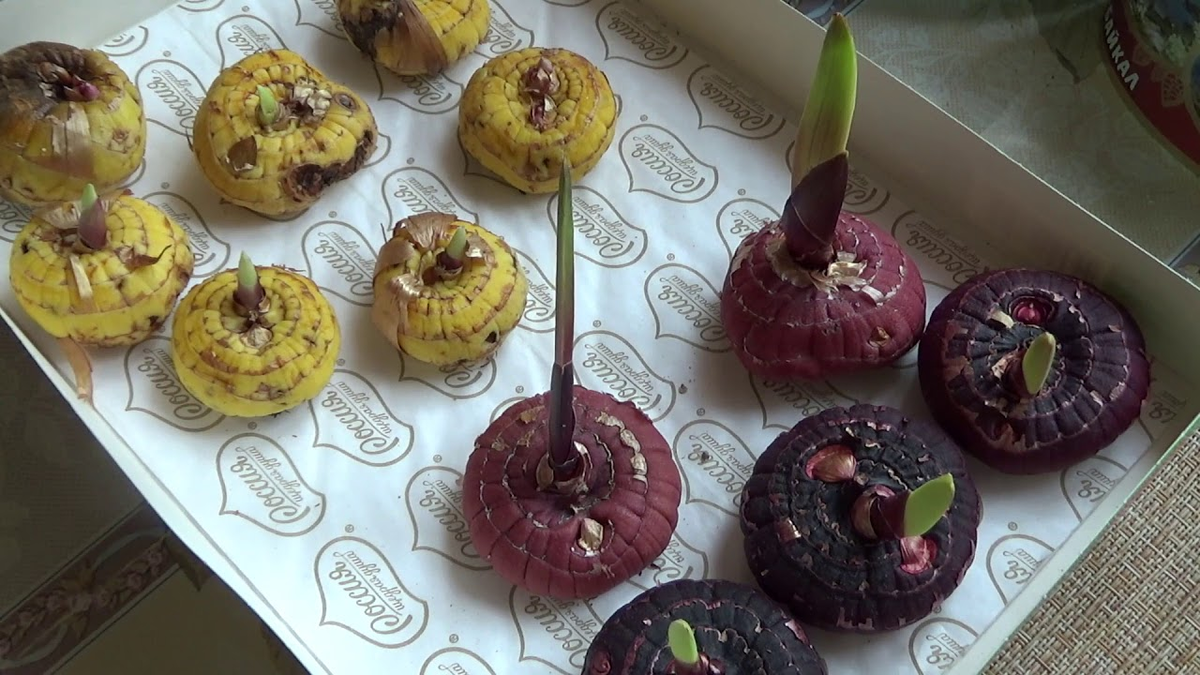 Луковицы гладииоллусов на проращивании