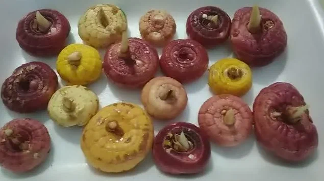 Луковицы гладиолусов