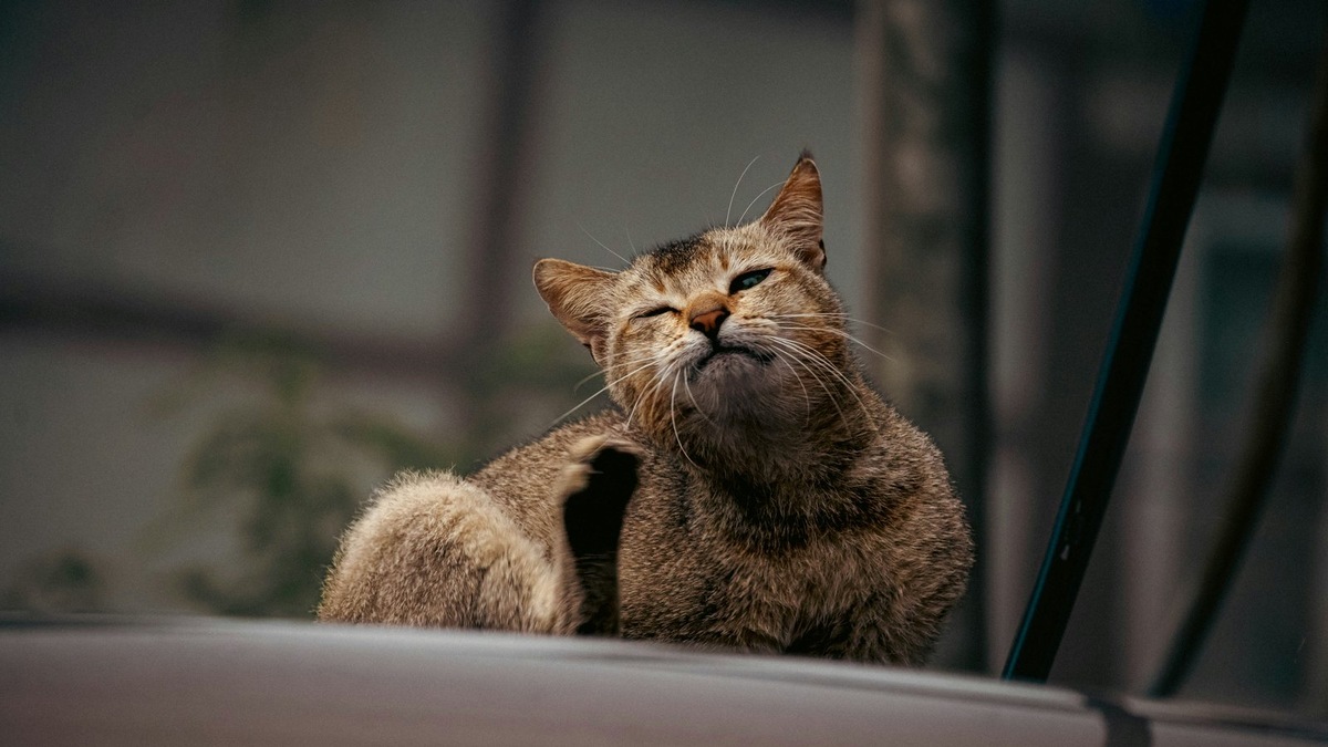    Легальный статус подвальных кошек зависит от решения собственников жилья