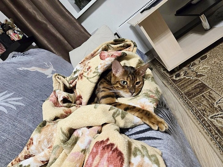    кошка Редакция Газеты