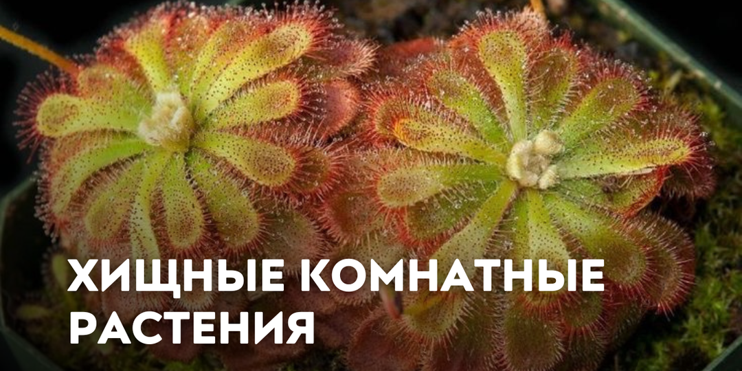 Хищные комнатные растения