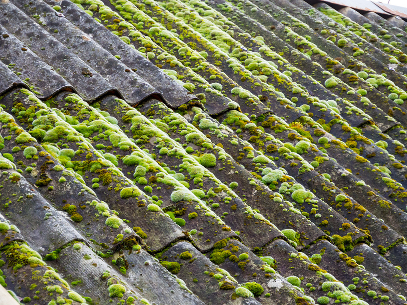 Старая шиферная крыша, покрытая мхом и лишайниками