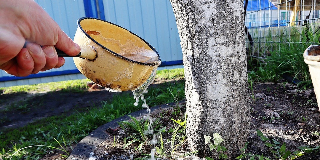 Чем подкормить вишню в апреле для большого урожая ягоды?