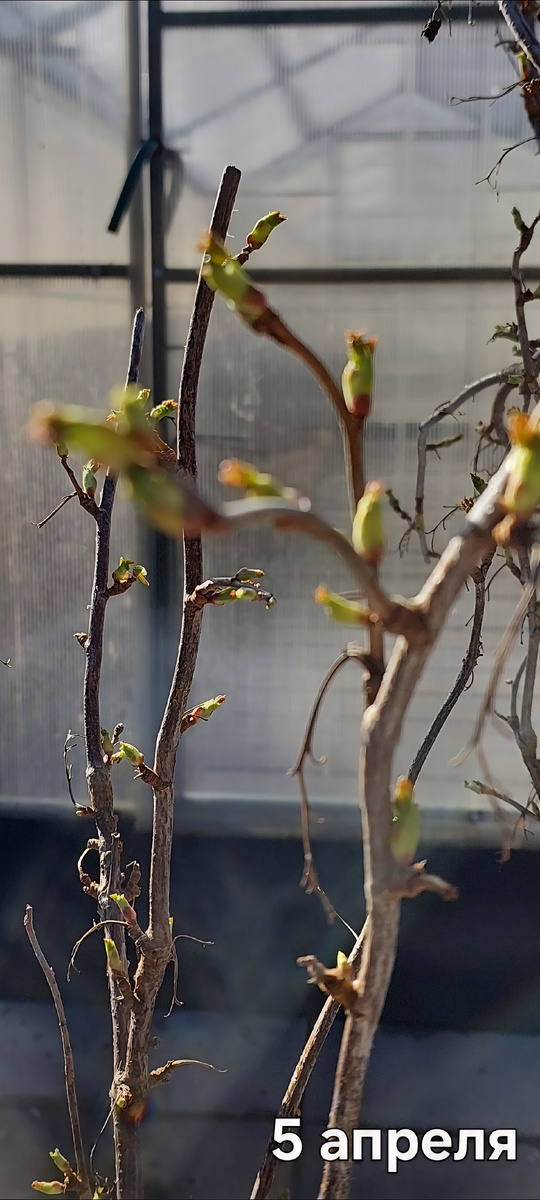 На черной смородине того и гляди появятся листья.