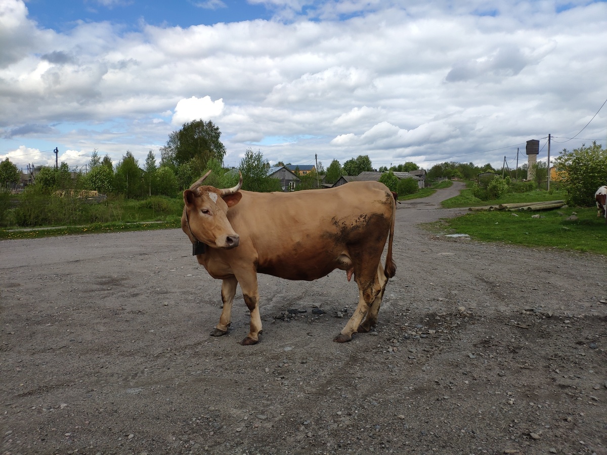    фото: © Евгений Белянчиков/Столица на Онего