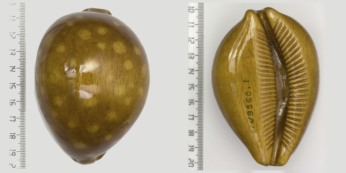 Муляж белозубой ципреи или ципреи леукодон Callistocypraea leucodon (Broderip, 1828), выполненный из дерева