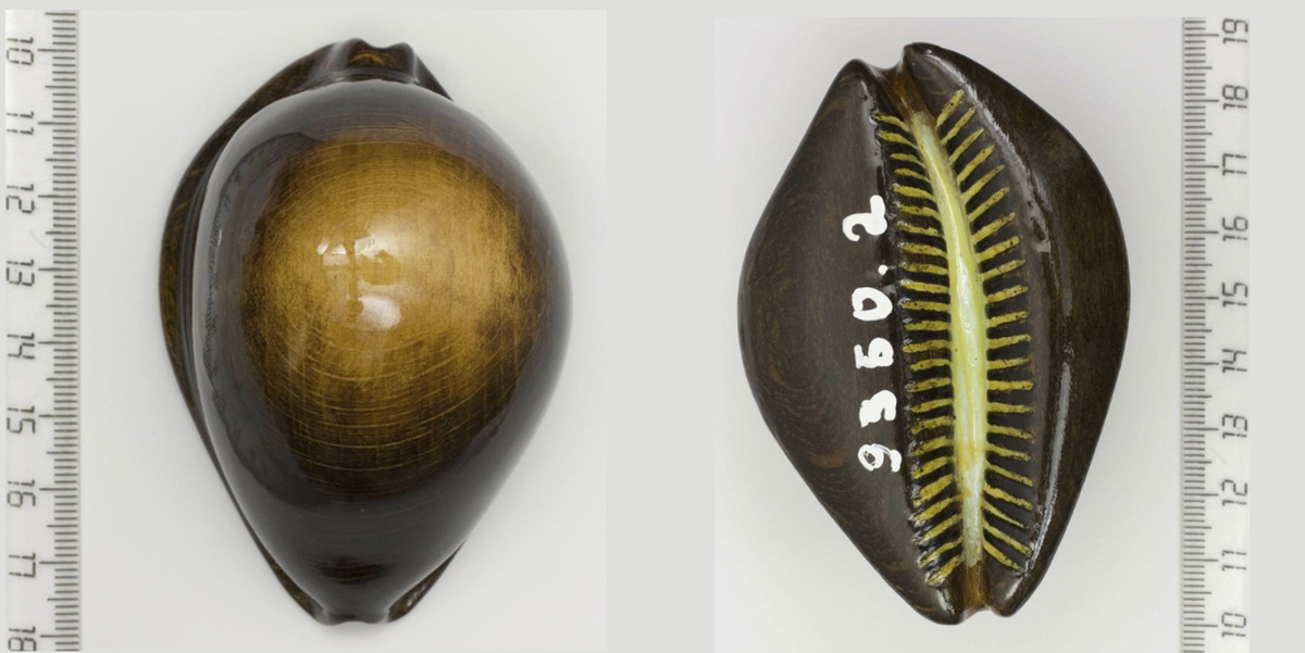 Муляж зоилы Росселля Zoila rosselli Cotton, 1948, выполненный из древесины русской березы