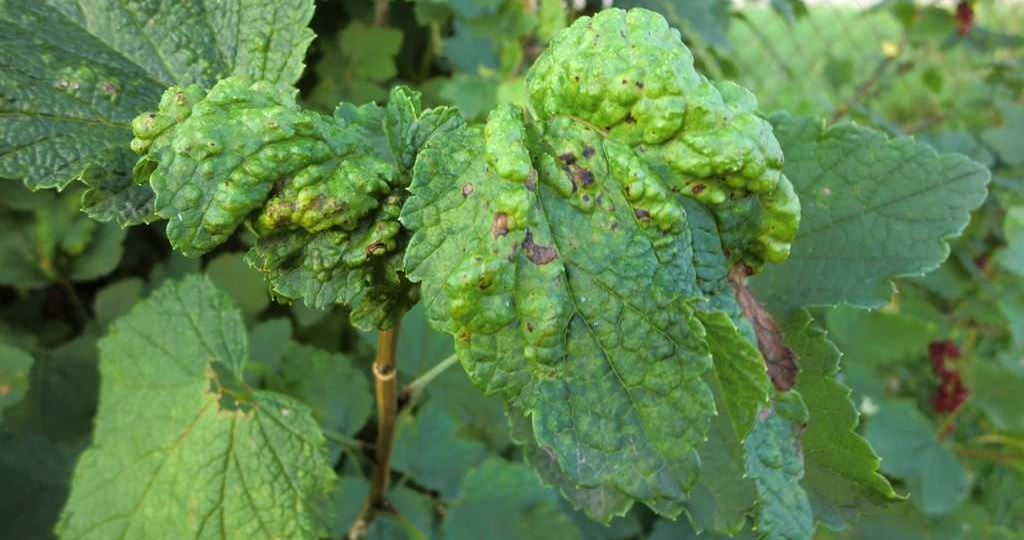 Секрет ровных листьев: как вернуть смородине здоровье и урожай