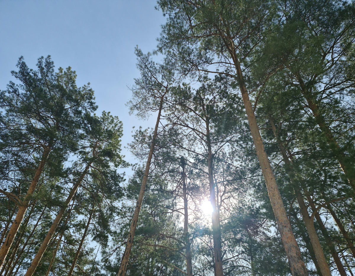 Весна и все живое в природе и все это чистое и вселенское обитает на долгие годы вперед. Обожаю деревья, что земля создала для того, чтобы всем этим восхищаться и понимать, что все это для меня, вся эта красота красивая