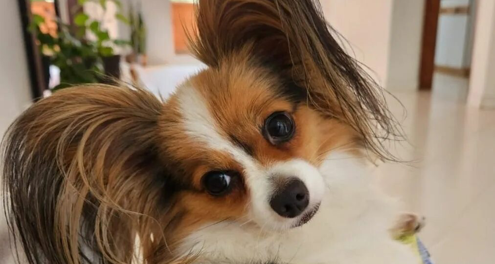 Битва интеллектов: Кто на самом деле умнее — крошечный чихуахуа или гигантский мастиф?