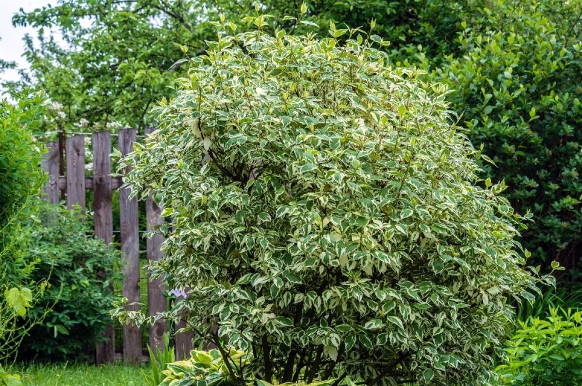    Как выбирать простые и выносливые кустарники, которые выглядят эффектно, но не требуют лишних усилий.