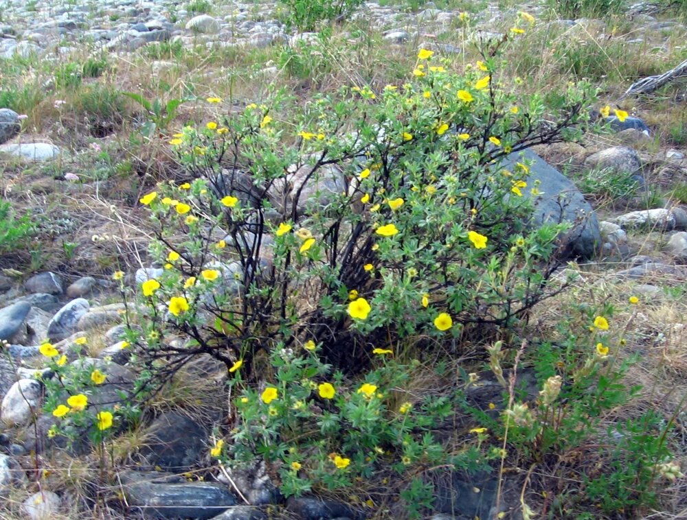    Лапчатка кустарниковая. Фото: Commons.wikimedia.org