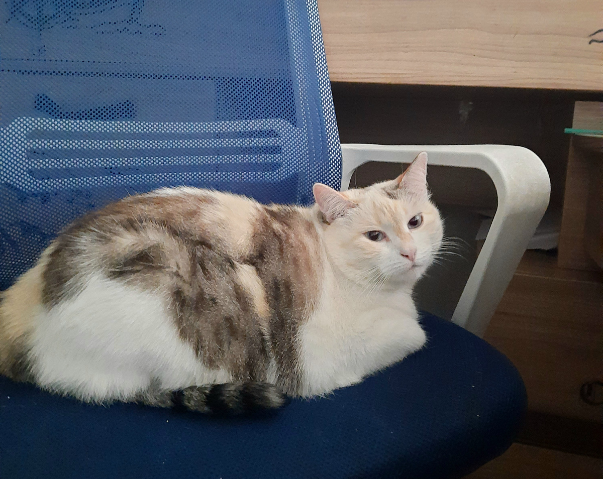 Вот она, мамзель наша. На своем любимом месте дома