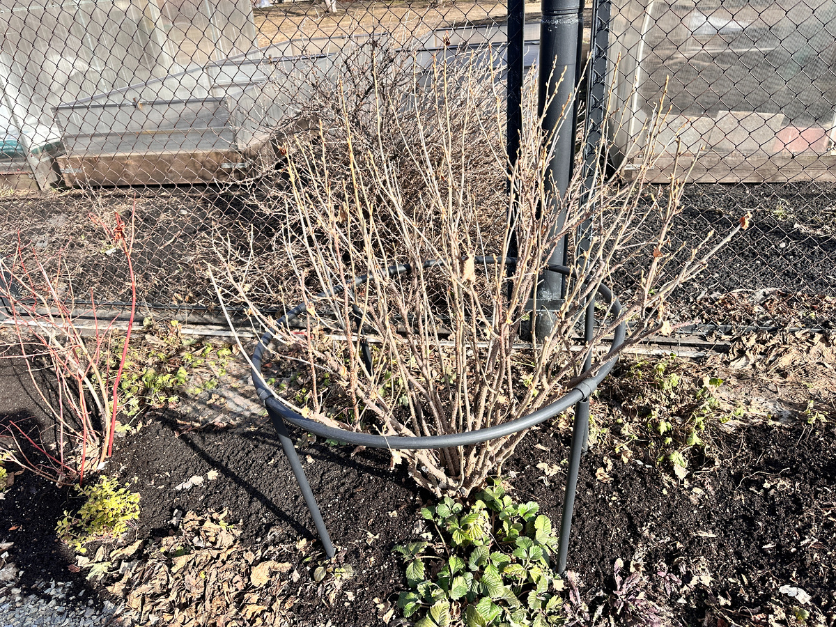 Пора обрабатывать кусты.