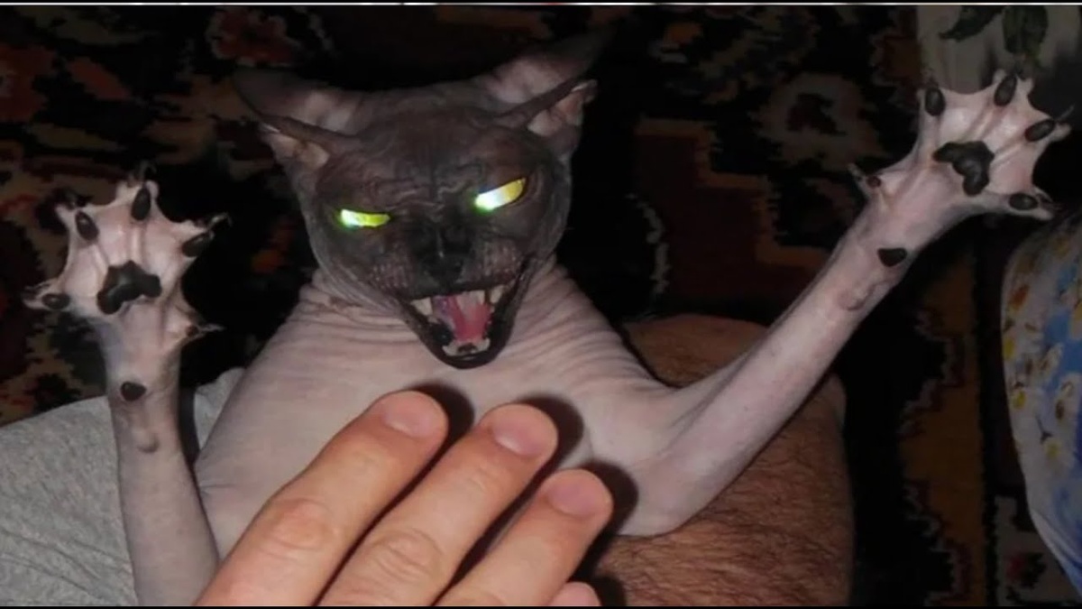 Кот-диктатор – горе в семье.