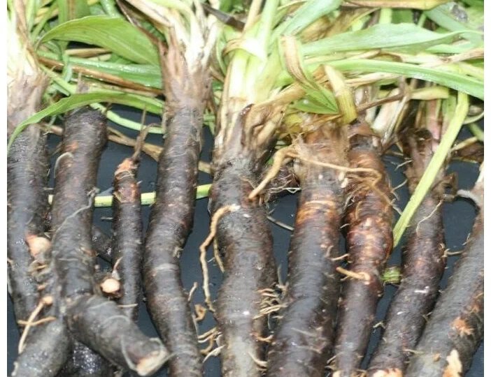 Черный-черный козелец...под майонезом!