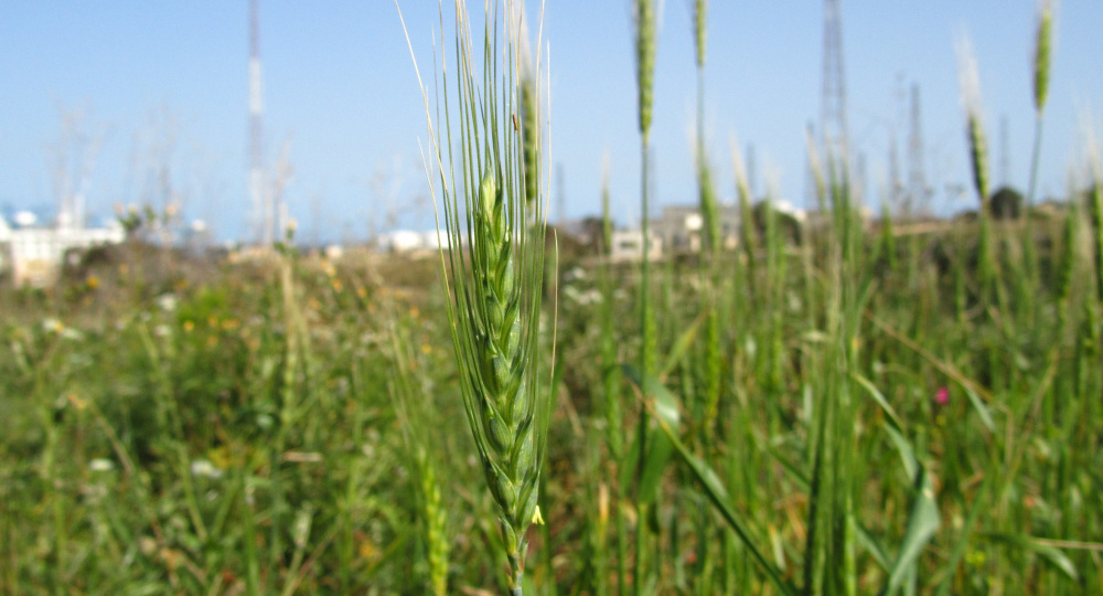 Озимые под угрозой: погодный сценарий в Кировской области усиливает риски потерь