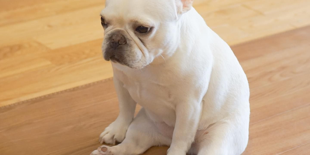 Собака с «приветом»: 5 странных привычек, которые заставляют нас сомневаться в адекватности питомцев