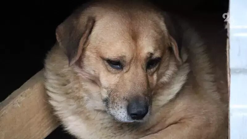      Фото: ИА «Победа26»