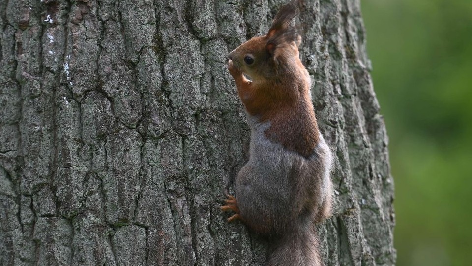 В Новосибирском зоопарке белка перенесла шесть детенышей в новое гнездо