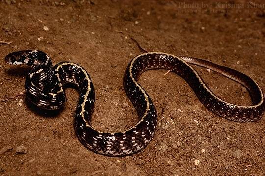    Индия захотела привлечь к охране границ змей и крокодилов (фото: commons.wikimedia/Ashahar alias Krishna Khan)