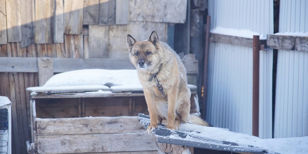 🐕 В Красноярске начался сбор кормов и игрушек для бездомных животных