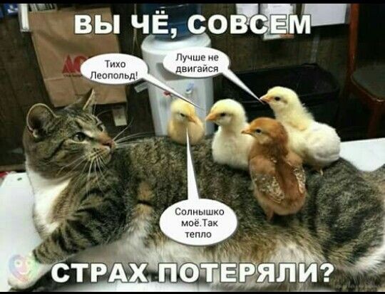 Забавные мемы с животными