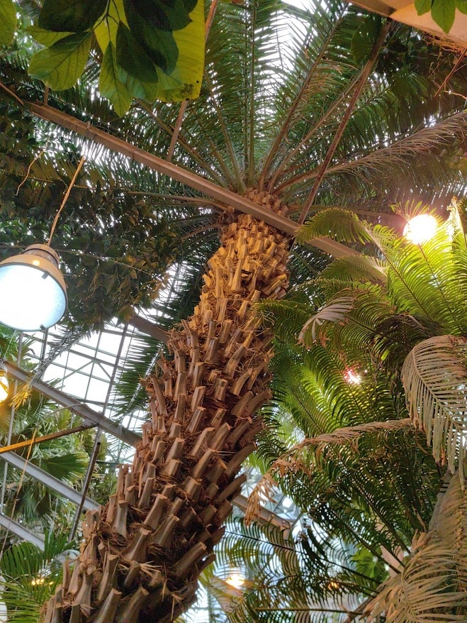 Старая пальма в оранжерее Аптекарского огорода
